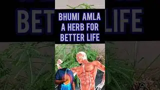 health benefits of bhumi amla #farooqidawakhana #shorts #food #ayurvedicmedicine #herbs