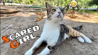 Female Cat scares of other Female But both of them are nice Girls i like them