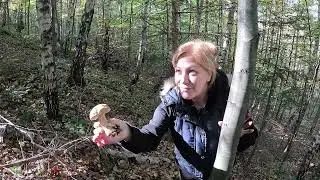 З цього лісу НЕМОЖЛИВО піти!.20 жовтня, НЕВСТОЇШ, стільки ГРИБИВ! 2024 р.
