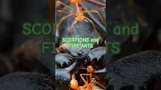 SCORPIONS and FIRE ANTS 🦂🐜 | Tropical Forest Bees 