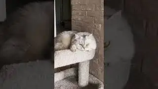 Просто Котэ ❤️