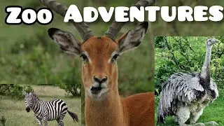 MEET  THE AMAZING  OSTRICH, ZEBRA & ANTELOPE! #zooanimals #zoo #zoolife #wildlife #wildanimals #zoo