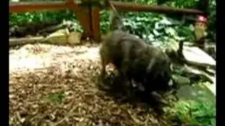 Amos the blind dog