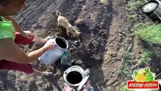Выливаем суслика 29.06.2015