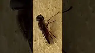 House Fly #shorts