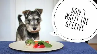 Schnauzer reviews vegetables 🍅 🥒🥦🥕