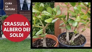 Crassula ovata, ALBERO DEI SOLDI, 2 MODI PER MOLTIPLICARE le piante grasse