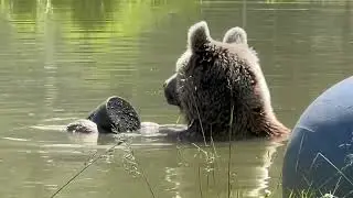 Sonya luxuriating in the pond. Notice how she effortlessly floats with her toes adorably protruding.