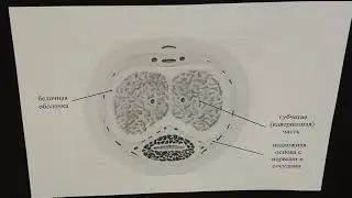 Строение полового члена самцов