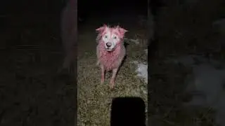 We dyed Pinkman again