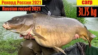 Анонс на рекорд России карп 31.75кг | Announcement for Russian record carp 31.75kg
