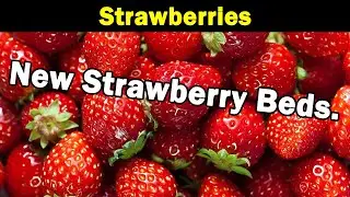 Planting Bare Root Strawberries | New Strawberry Area | 2 New Beds | Green Side Up
