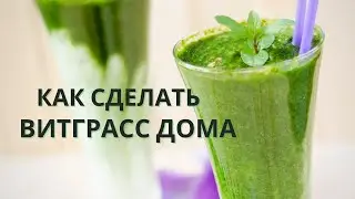 Витграсс - сок ростков пшеницы / Как приготовить витграсс в домашних условиях 