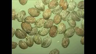 Under the microscope Thlaspi arvense 