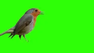 Bird Eating  bird green screen bird animation bird overlay
