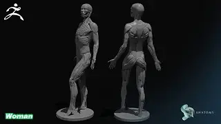 Female Anatomy Figure Secondary Forms & Micro Details - The Arms Part 1 (ZBrush Core)