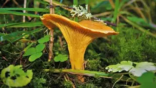 Chanterelles and Boletus! Silent Hunt 2020