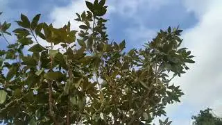 Криптомерия японская (Cryptomeria japonica) в Краснодаре 🌲