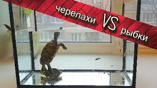 Знакомcтво черепах с рыбками | Интересно чем закончится