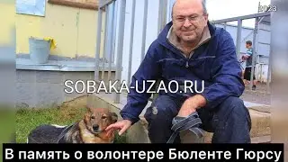 В ПАМЯТЬ О ВОЛОНТЕРЕ ПРИЮТА «Щербинка» Бюленте Гюрсу