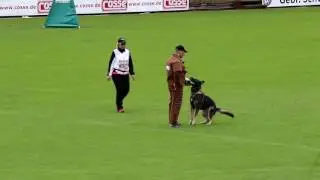 WUSV 2016 J SeefeldKalimero von Kap Karthago Protection 83P