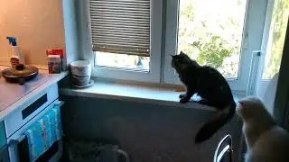 Кошки ведут охоту на голубя