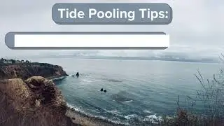 Heal the Bay Tide Pool 101