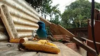 Passarinhos Comendo Frutas no Serveiro 2023