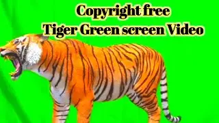 Green Screen | Tiger green screen | copyright free green screen video