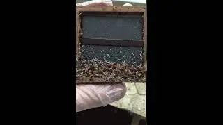Wanzen, Wanze, Nest im Bild, Bild an der Wand mit Käfern, vielen Käfern, kleinen und großen Käfern,