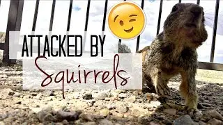 Mia Goes To The Dentist | Feeding The Squirrels | August 8-11th 2017