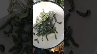 Гусеницы на брокколи! Красота...
