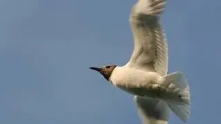 Душа, как птица ищет хлеба