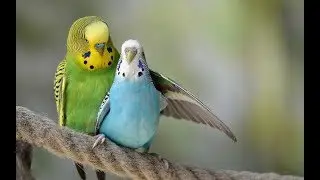 ПРИКЛЮЧЕНИЕ ПОПУГАЯ КЕШИ/ADVENTURE PARROT KESHA