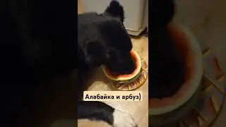 Ваши хвосты так же любят арбуз? #алабай #собака #зоопсихология #буднипсихолога #топ #животные