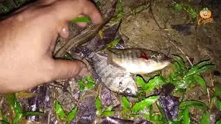 Did You Ever See Such Night Time Fishing?