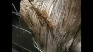 Scorpion Square Dance
