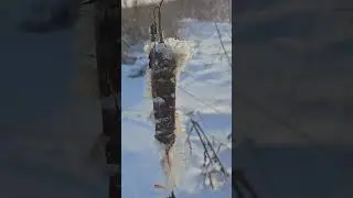 у реки встретил лису!