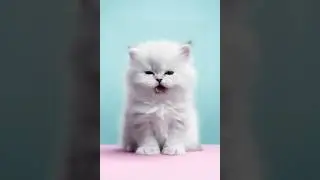 Котенок поет 