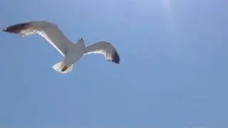 Luis Sepùlveda -  ''Storia di una gabbianella e del gatto che le insegno' a volare''