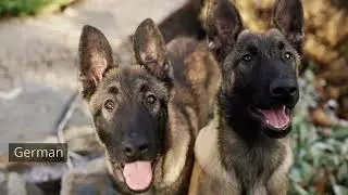 Amazing Facts About German Shepherds You Need to Know! 