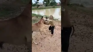 Monkey Vs Pit bull Dog