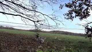 Foxterier a větvička