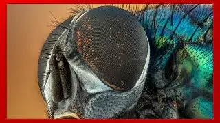 Los ojos de los insectos tienen mayor resolución de lo que se creía