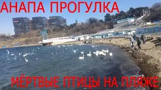 АНАПА ПРОГУЛКА. МЁРТВЫЕ ПТИЦЫ НА ПЛЯЖЕ