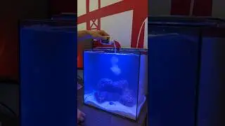 Build your first reef tank with @HelloReef   #aquarium #reef #nemo #reeffish #coralreeftank #fish