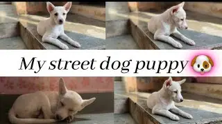 Adopting My First Puppy/Street 🐶Puppy
