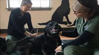 Anna the Black Lab in Laser Therapy | Winslow Animal Hospital Dog & Cat