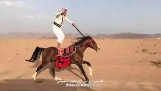 Arap Atı uçağa kafa tutuyor maşallah