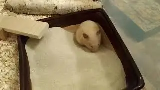 Хомячок купается 🐹 Песок Beaphar